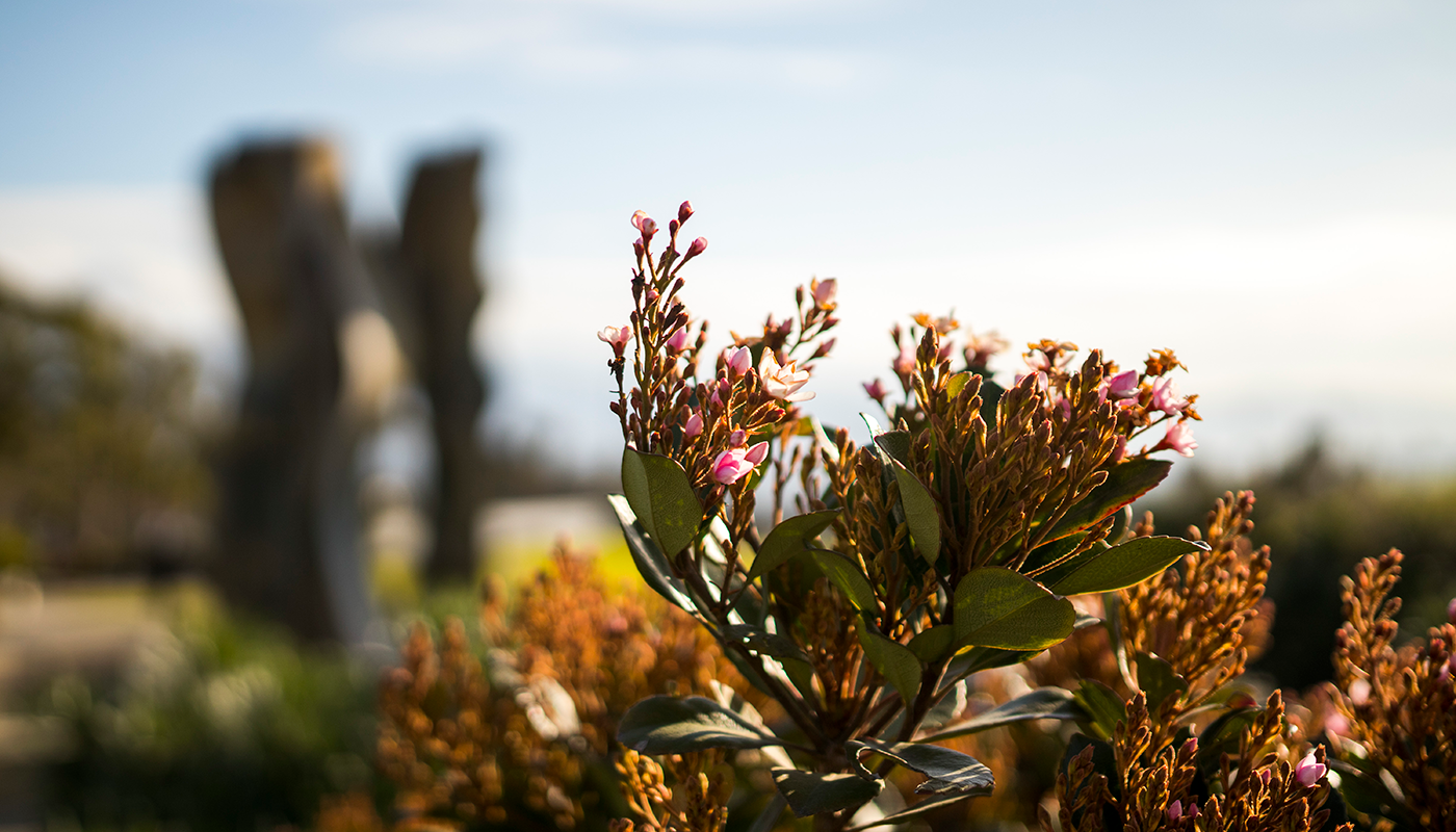 Flowers on Santa Barbara City College's West Campus.