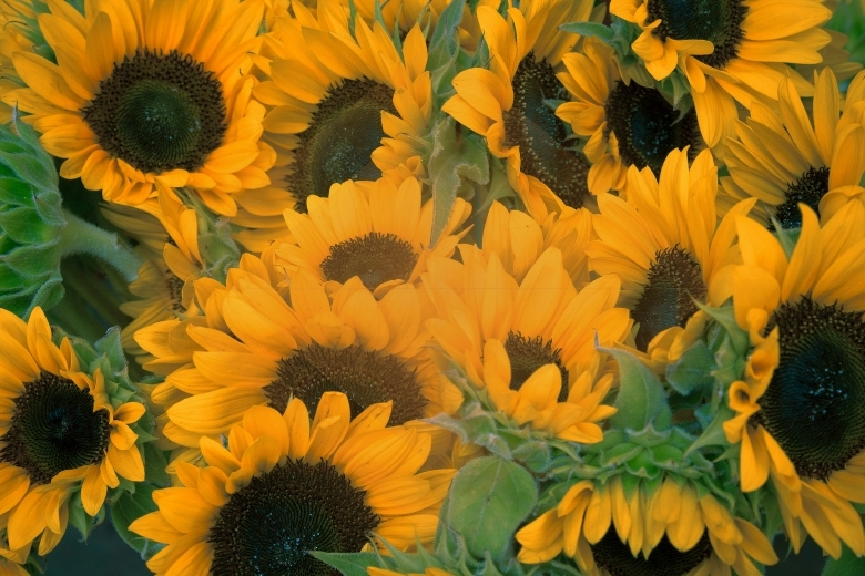 medium sunflowers